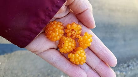 Golden raspberries freshly picked in a woman's hand.