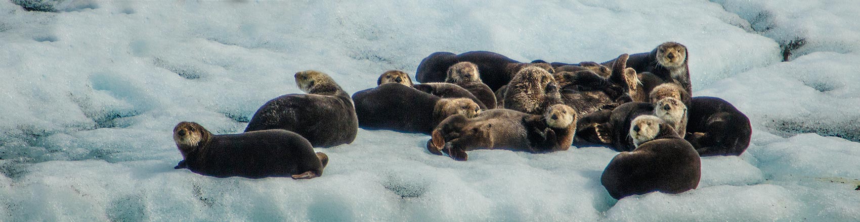 Several sea otters hauled out onto an iceberg.