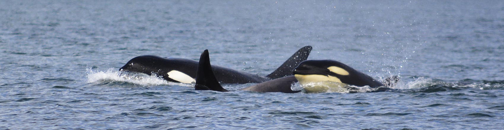 Three orca whales swimming in the waters of Prince William Sound.