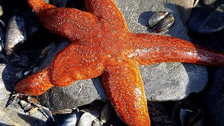 Leather sea star on the rocks.