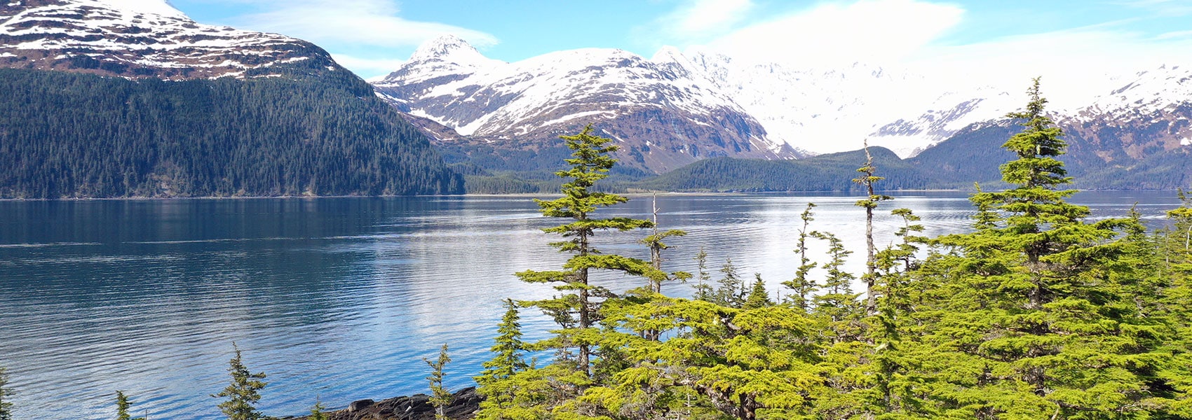 View of Prince William Sound with hemlock trees in the foreground.